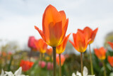 Fototapeta Tulipany - orange tulips and sky