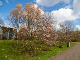 Wall Mural - Magnolia blooms in spring. delicate magnolia flowers.