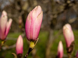 Wall Mural - Magnolia blooms in spring. delicate magnolia flowers.