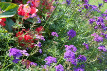 Purple Flowers In The Garden (pink Petunias And Verbena Canadensis Or Rose Vervain?)