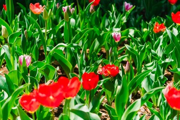 Sticker - red tulips in the garden