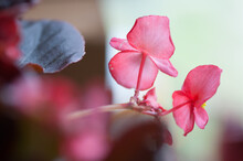 Pink Begonia Blossoms