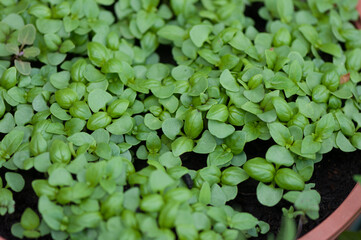 Canvas Print - young basil plants in a pot