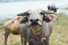 Thai Buffalo Walks To Eat Grass In A Wide Field.