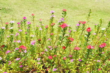 Poster - colorful flowers in a beautiful park