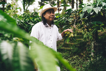 Wall Mural - Balinese male owner in hat thinking about coffee business while visiting caffeine ranch fields in Indonesia, adult entrepreneur holding robusta ripe - season growth during farming and seedling