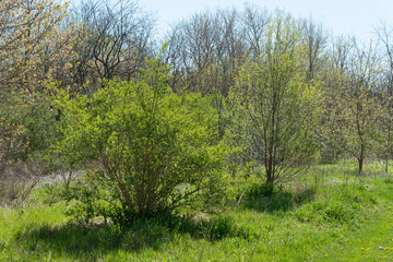 Wall Mural - spring growth near the river