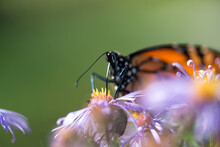 Frontal Bottom View Of Monarch Butterfly Climbing Up On An Aster Blossom