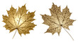 Maple leaves with golden texture. Isolated leaves on an empty background.