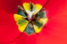 Interior Of A Tulip With Curious Yellow And Blue Green Pattern Pistil And Stamen