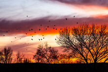 Red Winged Black Birds In Flight Against The Colorful Sunset