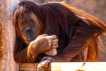 Portrait Of An Orangutang