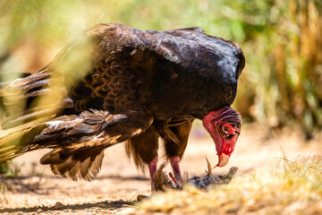 Wall Mural - Turkey Vulture eating