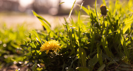 Beautiful yellow dandelion flower in warm summer or spring in sunlight against the background of lush green grass.Beauty of nature.Macro.Summer concept.Side view.copy space.