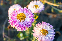 Aster Flowers In Their Natural Environment Grow In A Flower Garden. Summer Day