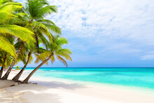 Coconut Palm Trees On White Sandy Beach In Saona Island, Dominican Republic.