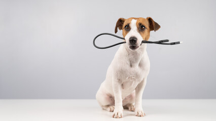 Wall Mural - Dog jack russell terrier gnaws on a black usb wire on a white background. Copy space.