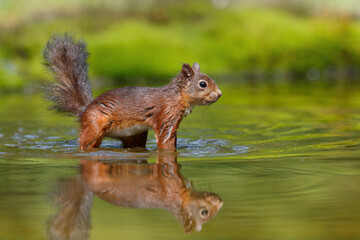 Wall Mural - Eurasian red squirrel (Sciurus vulgaris) searching for food in the forest in the Netherlands. 