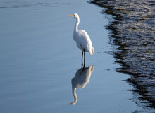 A Great White Egret Standing In The Shallow Water At The Edge Of A Lake. 