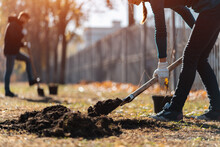 Planting New Trees With Gardening Tools Or Volunteer With Shovel Digging Ground