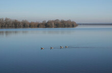 A Tranquil View Of Geese Swimming In A Calm Blue Lake On A Clear Winter Day. 