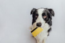 Cute Puppy Dog Border Collie Holding Gold Bank Credit Card In Mouth Isolated On White Background. Little Dog With Puppy Eyes Funny Face Waiting Online Sale. Shopping Investment Banking Finance Concept