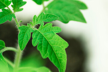 Close up tomato leaf view. Beautiful young green tomatoes plants in pots.