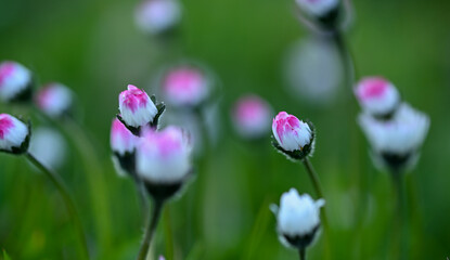 Poster - Beautiful close-up of a daisy