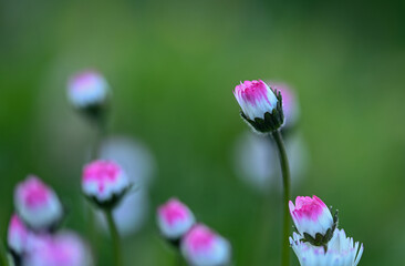 Poster - Beautiful close-up of a daisy