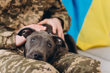 A Ukrainian soldier in military uniform is sitting on a sofa with his faithful friend, an Amstaff dog, on the background yellow and blue flag.