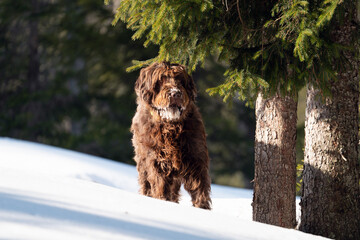 Wall Mural - a brown big dog, a pudelpointer, has fun in the fresh snow at a sunny spring day