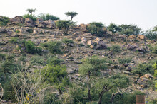 Thorny Vegetation On The Rocky Surface Of The Sacred Indian Hill Govardhan