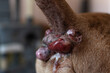 Perianal adenoma in an old dog. The condition of the skin of the anal of the animal before castration. Paraanal glands of a dog. Health of dogs. Pet care.