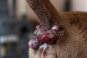 Perianal adenoma in an old dog. The condition of the skin of the anal of the animal before castration. Paraanal glands of a dog. Health of dogs. Pet care.