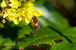 Hoverfly or hover fly taking pollen or nectar from yellow flowers of Mahonia shrub. Insect wings over green leaf. Spring in Dublin, Ireland