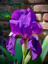 Vivid Purple Bearded Iris In Bloom