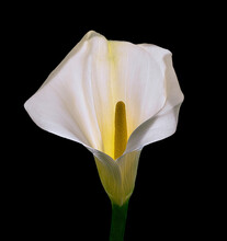 Closeup Cali Calla Lily With Backlighting And Fine Detail Very Sharp