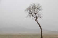 Lone Tree In A Stark And Barren Landscape With Fog And Mountains
