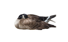 Canada Goose Resting Close Up Cutout Isolated On White Background