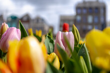Selective Focus Of Multi Colour Of Tulip Flowers In The Pot Placed Along Street During Spring Season, Blurred Architecture Features Traditional Canal Houses As Background, Amsterdam, Netherlands.