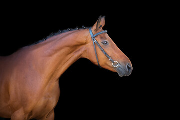 Wall Mural - Bay horse in bridle on black