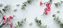 Red Plum Flowers On Twigs, Fresh Eucalyptus Leaves. Chinese New Year Design. Panoramic Banner Image. Top View, Panorama On Off White Background.