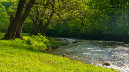 Wall Mural - source of turiya river in spring. beautiful nature landscape in the valley. countryside scenery with