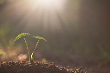 Wall Mural - Growing plant,Young plant in the morning light on ground background, New life concept.Small plant on the ground in spring.