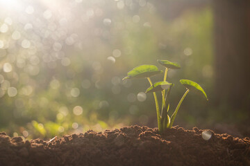 Wall Mural - Growing plant,Young plant in the morning light on ground background, New life concept.Small plant on the ground in spring.