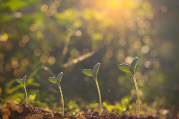 Wall Mural - Growing plant,Young plant in the morning light on ground background, New life concept.Small plant on the ground in spring.