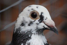 A White And Black Spotted Female Pigeon 