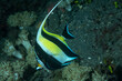 pesce idolo moresco, Zanclus cornutus, mentre nuota nella barriera corallina	