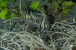 Gruppo di  pesci cardinale di Banggai, Pterapogon kauderni