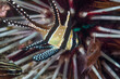  pesce cardinale di Banggai, Pterapogon kauderni